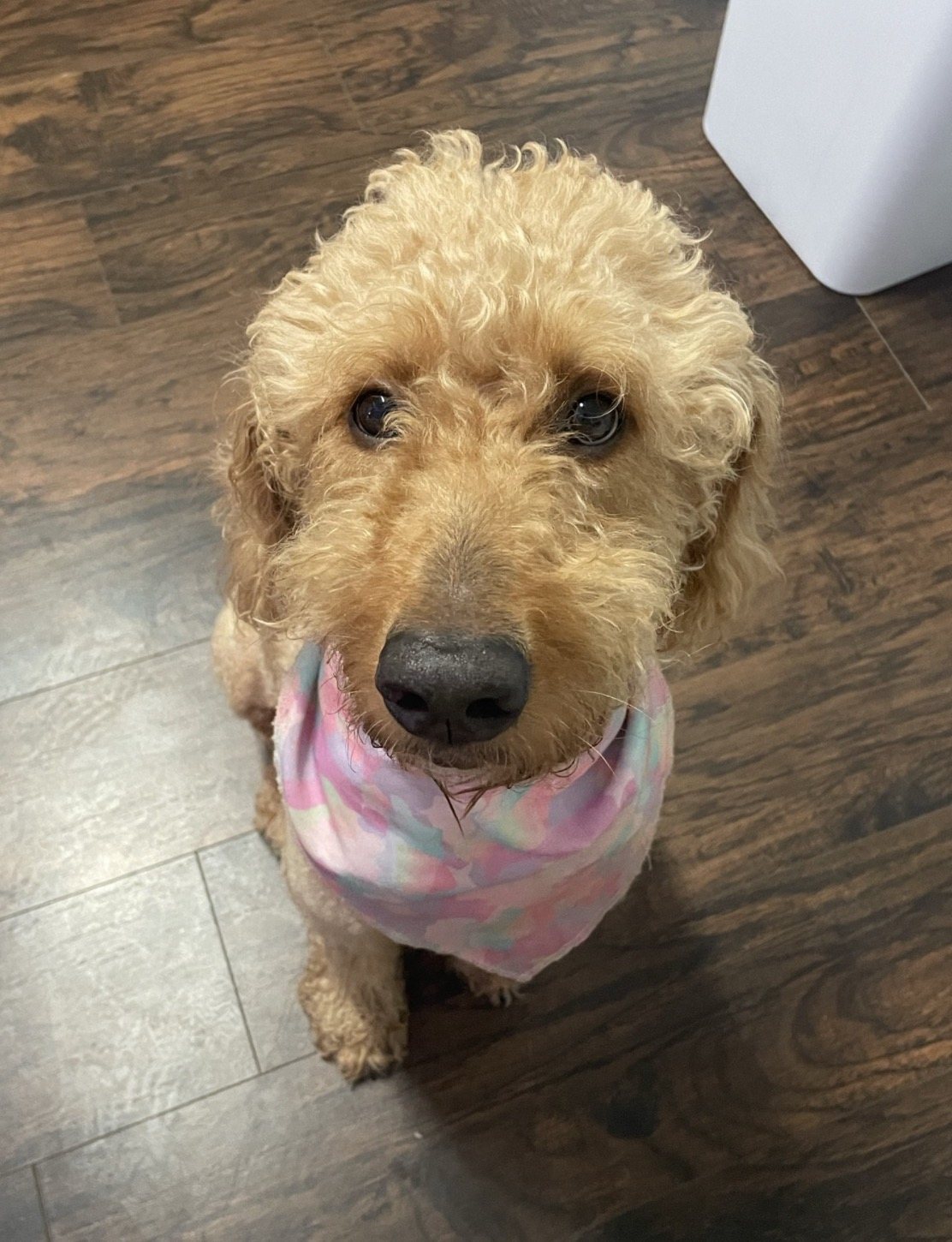 Autumn looking up at the camera wearing a soft pastel bandana