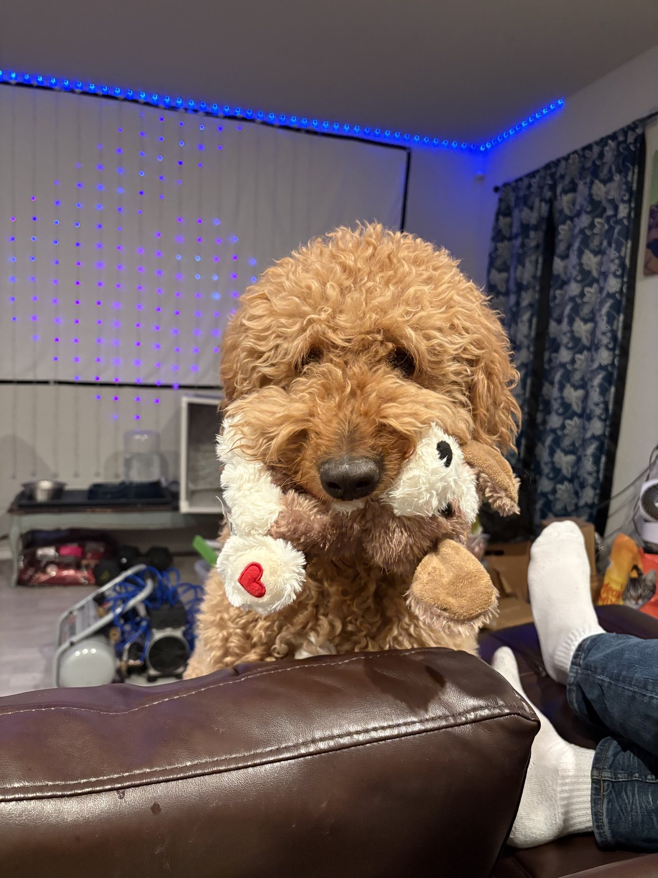 Autumn curled up on a couch hugging a small teddy bear with a red heart on its paw, under soft blue lights