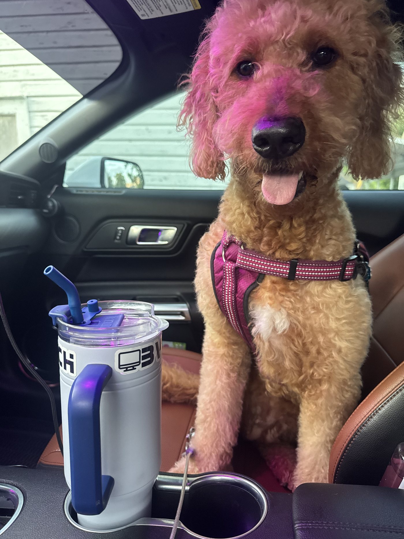 Autumn sitting up in the passenger seat in a coral harness, tongue out and happy, beside Jordan's tumbler — ready to go
