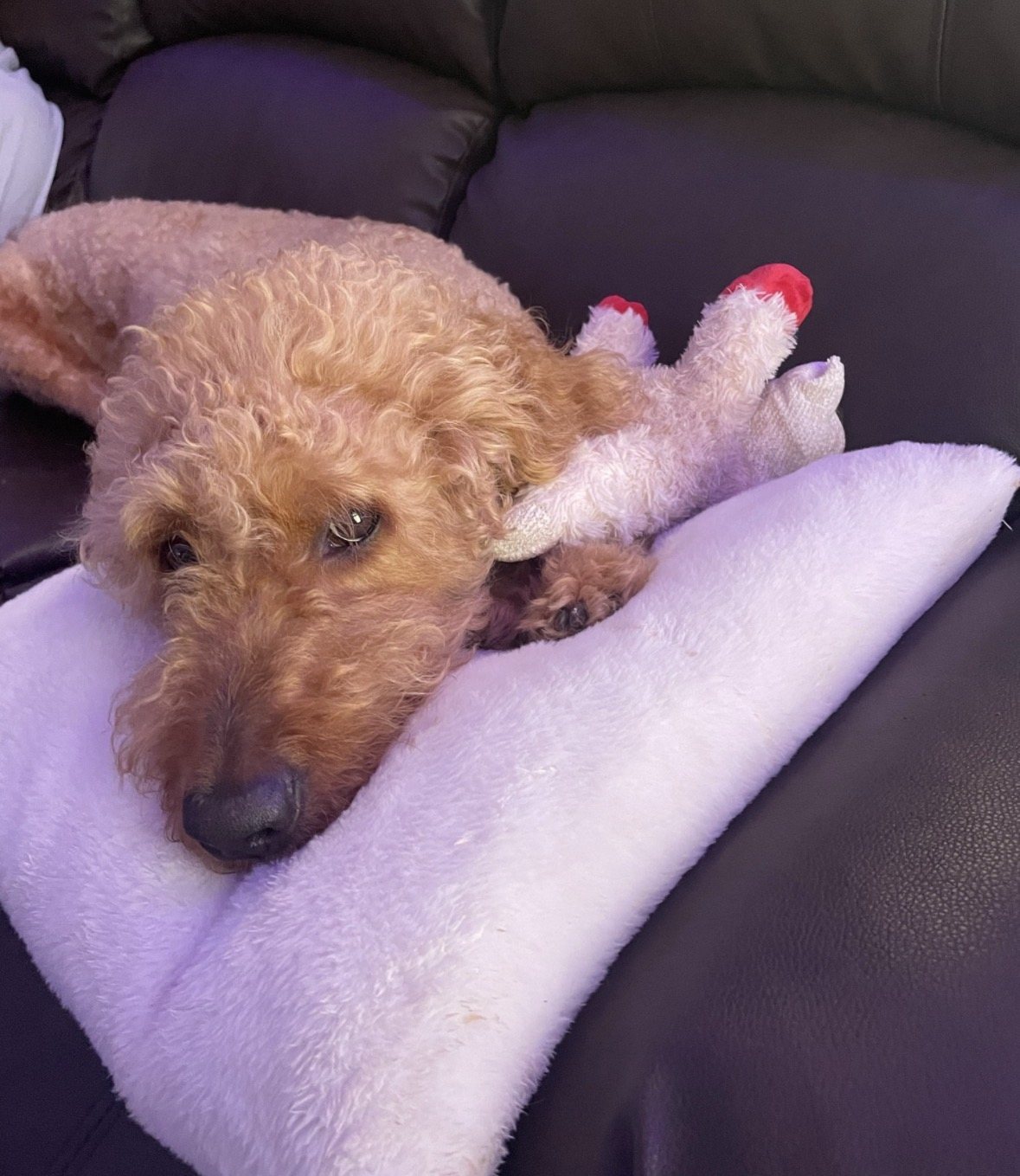 Autumn resting her head on a soft white blanket on the couch, holding a plush toy