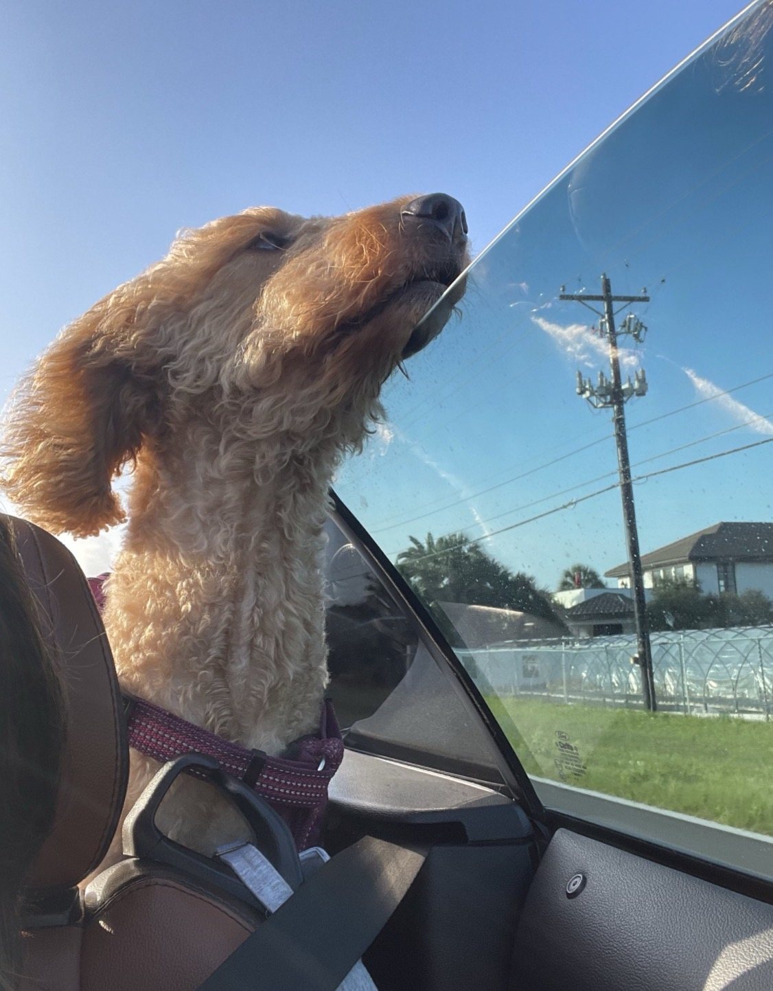 Autumn in the car with her nose lifted to the open window, sun on her face, ears back in the breeze